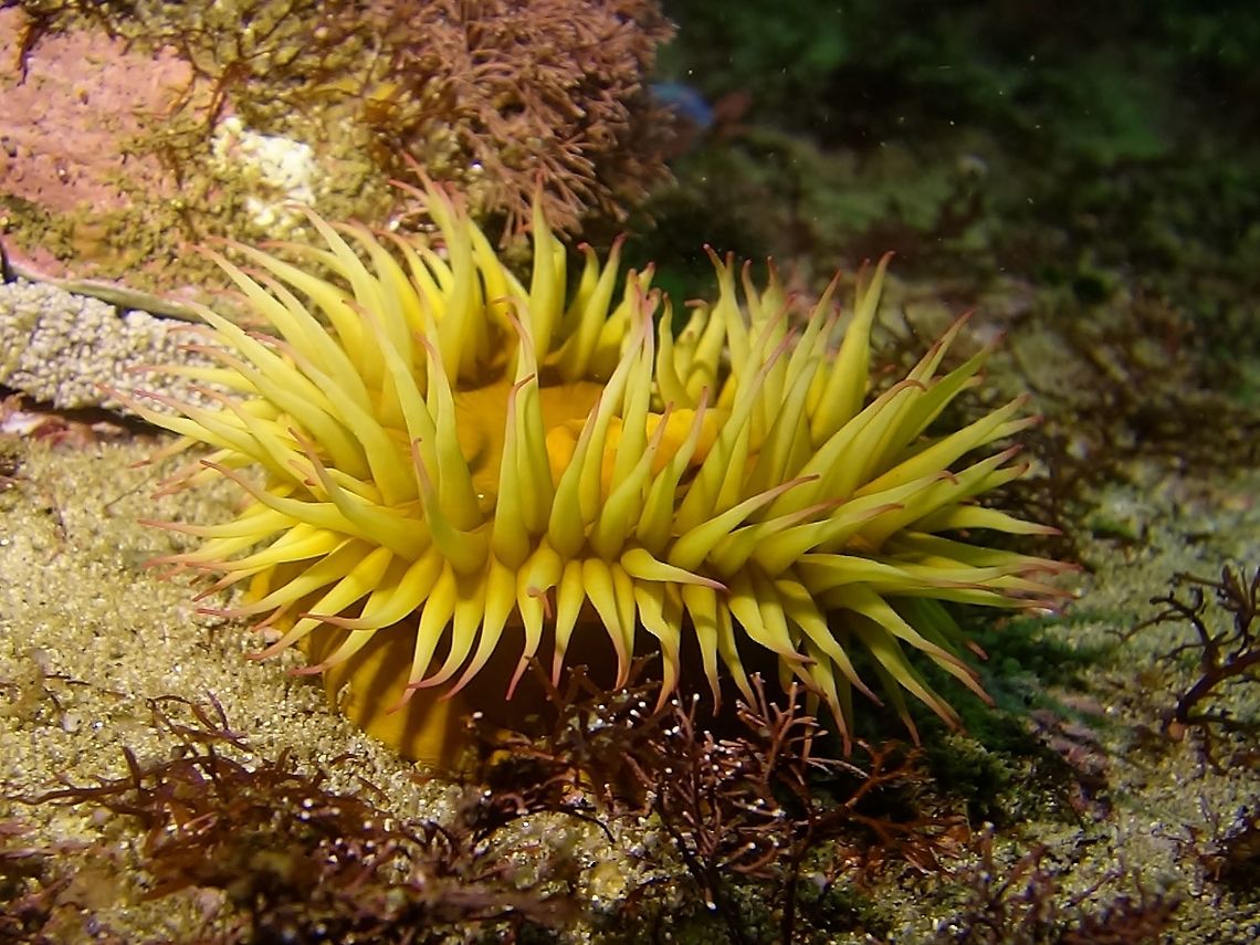 Violet Spotted Anemone - Anthostella stephensoni  Anemone,Anthostella stephensoni,Cape Town,Geotagged,South Africa,Winter,violet-spotted anemone