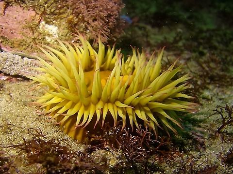 Violet Spotted Anemone - Anthostella stephensoni  Anemone,Anthostella stephensoni,Cape Town,Geotagged,South Africa,Winter,violet-spotted anemone