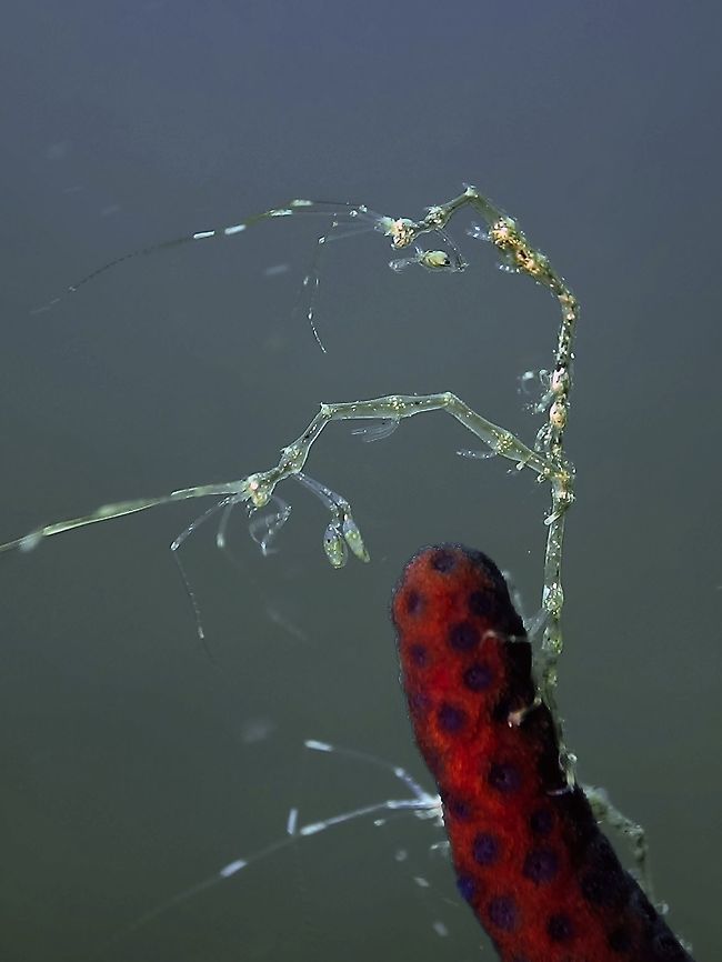 Piggy Back This Skeleton Shrimps - Caprella sp are usually around 1 cm in size/length but they are very thin and slender, making it very difficult to focus.  In the picture, it is probably the male hitching a ride on the bigger female. Anilao,Batangas,Caprella,Caprella sp,Geotagged,Philippines,Shrimp,Skeleton Shrimp,Spring