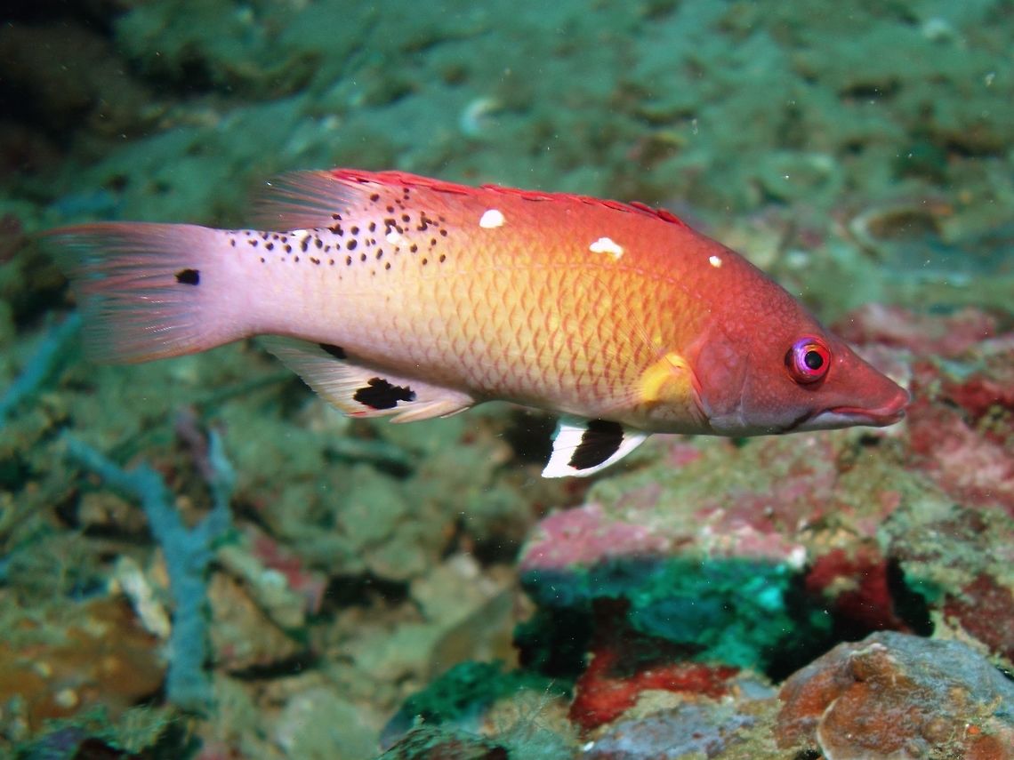 Diana's Hogfish - Bodianus diana The Diana&#039;s Hogfish - Bodianus diana is purple to red head and back; yellow to whitish below&#039; 4-5 white spots on back; large black spot on ventral and anal fins. Anilao,Batangas,Bodianus diana,Diana's Hogfish,Fish,Geotagged,Hogfish,Philippines,Winter