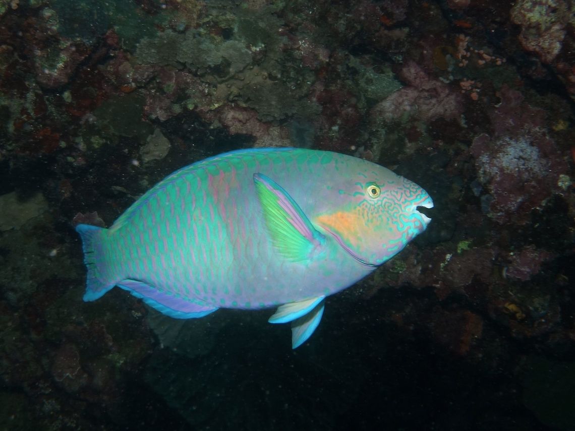 Surf Parrotfish - Scarus rivulatus The Surf Parrotfish - Scarus rivulatus is geen to blue body; bright green pectoral fins; orange patch on gill cover; wavy green bands'lines on head. Anilao,Batangas,Fish,Geotagged,Parrotfish,Philippines,Rivulated parrotfish,Scarus rivulatus,Surf Parrotfish,Winter