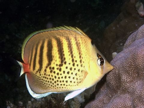 Spot-Banded Butterflyfish - Chaetodon punctatofasciatus The Spot-Banded Butterflyfish - Chaetodon punctatofasciatus is yellowish tan to yellow; 7 gray bars on upper body and rows of dark spots below; orange eye bar and black spot on nape. Anilao,Batangas,Butterflyfish,Chaetodon punctatofasciatus,Fish,Geotagged,Philippines,Spot-banded Butterflyfish,Spring