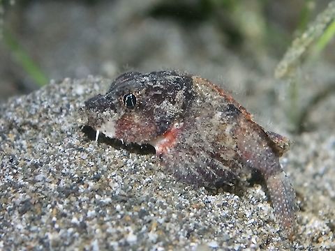 Painted Stingfish - Minous pictus This is a juvenile Painted Stingfish - Minous pictus, it has shades of brown with reddish cheek and base of pectoral fin; lowest ray of pectoral fin separated and used for 'walking', barbel on chin; faint bands on fins.

Here is a video by National Geographic of a similar fish, possibly Painted Stingfish :

https://www.youtube.com/watch?v=gxtjCvRmqmU
 Anilao,Batangas,Fish,Geotagged,Minous pictus,Painted Stingfish,Philippines,Stingfish,Winter