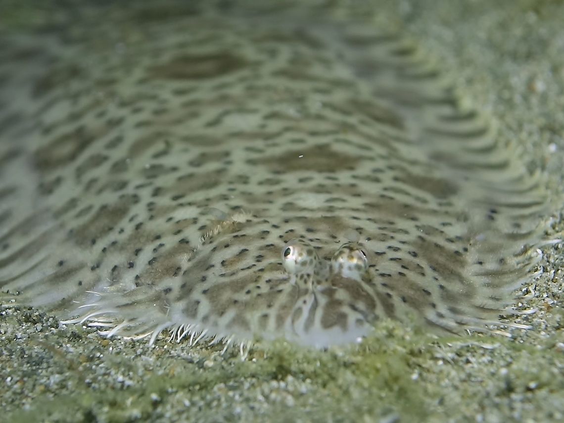 Carpet_Sole - Liachirus melanospilus The Carpet_Sole - Liachirus melanospilus has shades of brown with scattered black speckles' undulating brown blotches and circles, pale spots and vague ocelli.  Juveniles is similar to adults, but with darker and more bold markings, vague ocelli of adults generally missing. Anilao,Batangas,Carpet Sole,Fish,Geotagged,Liachirus melanospilos,Philippines,Sole,Winter