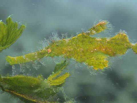 Halimeda Ghostpipefish - Aglaophenia cupressina  Anilao,Batangas,Fish,Geotagged,Ghostpipefish,Halimeda ghost pipefish,Philippines,Solenostomus halimeda,Winter