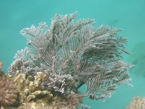 Stinging Hydroid
