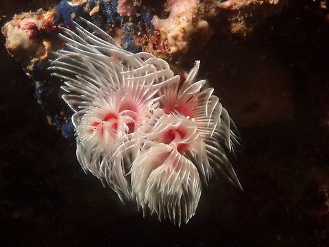Feather Duster Worm - Protula magnifica This large serpulid worm - Protula magnifica, which is probably the largest of calcareous tube worms, lives inside a hard white tube and is a suspension feeder.  It has a double-headed set of gills, but lacks an operculum (trap door) to seal off the top entrance of the tube.  Its tentacle crown approaches 3 inches (7.5 cm) in diameter, and its tube can be almost 1 inch (2.5 cm) in diameter and up to 8 inches (20 cm) in length. Anilao,Batangas,Feather Duster Worm,Geotagged,Philippines,Protula magnifica,Summer