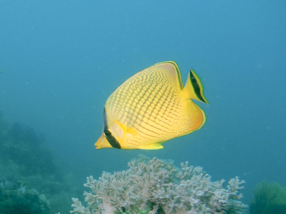 Laticed Butterflyfish - Chaetodon rafflesi The Laticed Butterflyfish - Chaetodon rafflesii is yellow with network of gray lines; broad dark submarginal band on soft dorsal fin and tail. Anilao,Batangas,Butterflyfish,Chaetodon rafflesii,Fish,Geotagged,Latticed Butterflyfish,Philippines,Summer