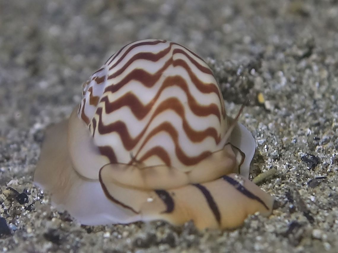 Zebra Moon Snail - Tanea undulata This is a juvenile Zebra Moon Snail - Tanea undulata, still small in size, shell around 4 cm.<br />
The shell has distinctive lines giving its name, Zebra.<br />
They are nocturnal, only coming out at night to feed and buries themselves into the sand during day time. Anilao,Batangas,Geotagged,Moon Snail,Philippines,Snail,Tanea undulata,Winter,Zebra Moon Snail