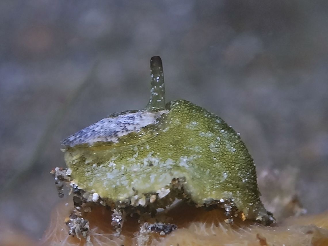 Keyhole Limpet - Macroschisma cuspidatum This Keyhole Limpet - Macroschisma cuspidatum was small in size, around 1 cm.<br />
They have a shell, but not able to see in this picture.  Probably they are called Keyhole, because the shell has a small hole in the middle and that's where the 'antenna' comes out :D Anilao,Batangas,Geotagged,Keyhole Limpet,Limpet,Macroschisma cuspidatum,Philippines,Winter