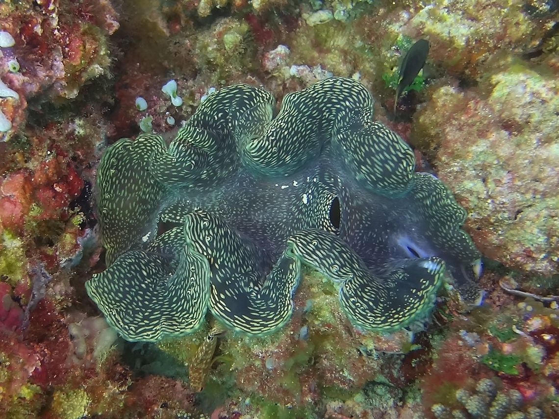 Giant Clam - Tridacna gigas  Clam,Geotagged,Giant clam,Maldives,Tridacna (Tridacna) gigas,Winter