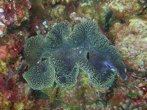 Giant Clam - Tridacna gigas  Clam,Geotagged,Giant clam,Maldives,Tridacna (Tridacna) gigas,Winter