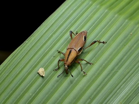 Palm Weevil - Dryophthoridae sp  Dryophthoridae,Dryophthoridae sp,Geotagged,Ifugao,Palm Weevil,Philippines,Summer,Weevil