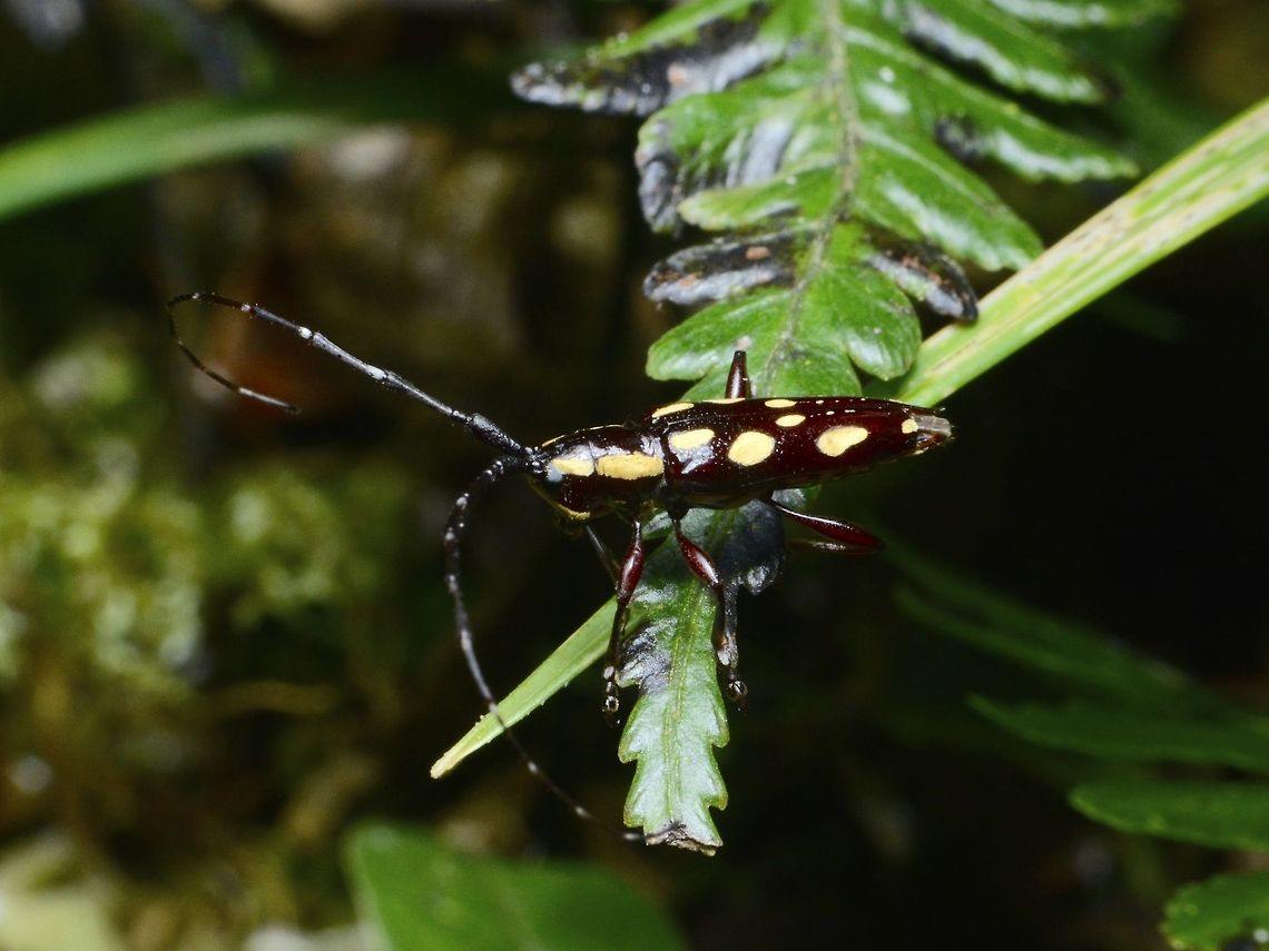 Longhorn Beetle - Epaphra valga  Beetle,Epaphra valga,Geotagged,Ifugao,Longhorn Beetle,Philippines,Summer