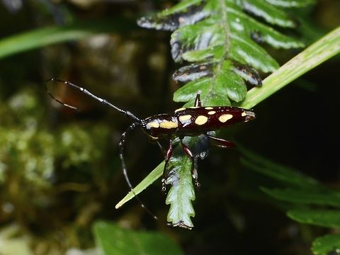 Longhorn Beetle - Epaphra valga  Beetle,Epaphra valga,Geotagged,Ifugao,Longhorn Beetle,Philippines,Summer