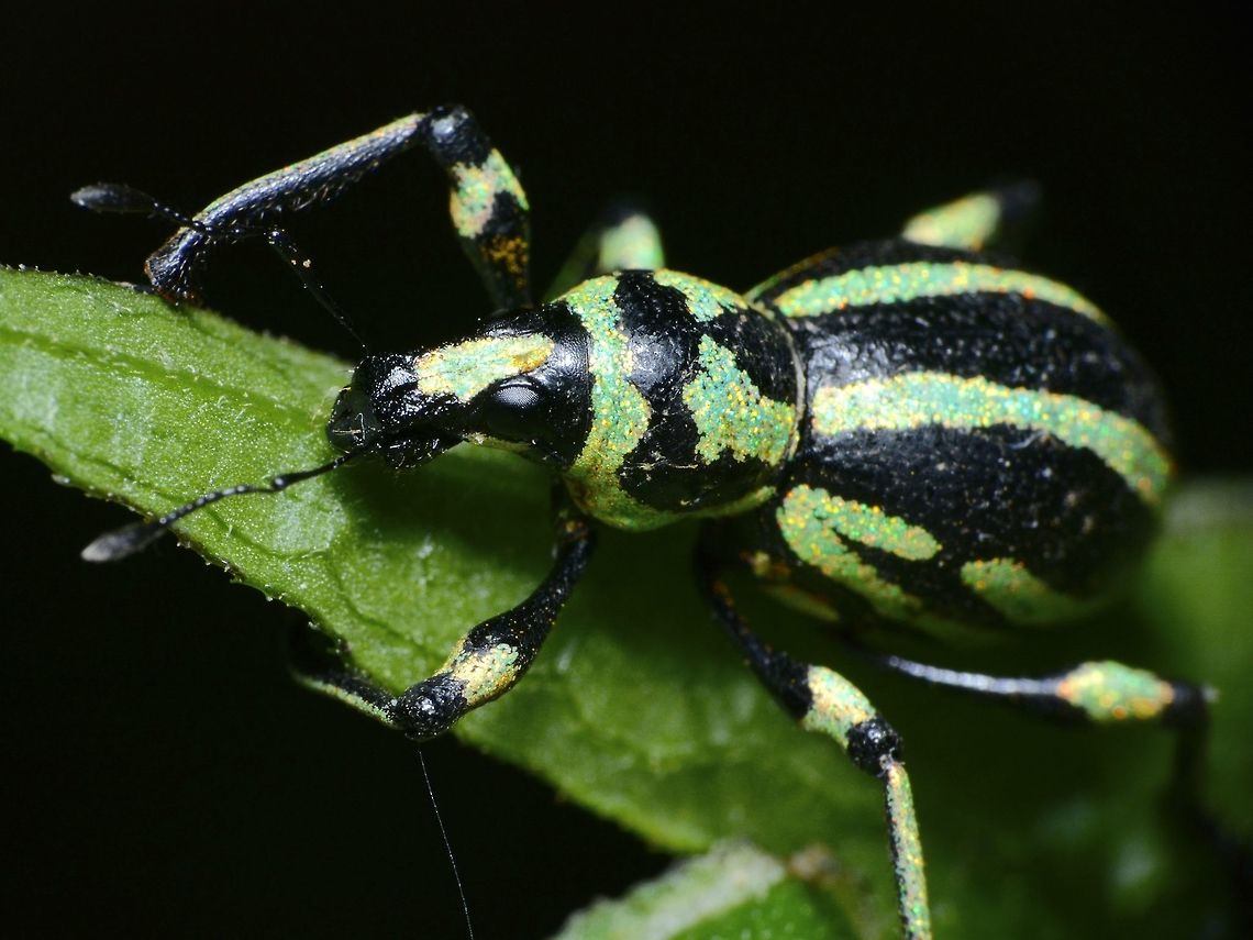 Weevil - Metapocyrtus sp  Beetle,Geotagged,Ifugao,Metapocyrtus,Metapocyrtus sp,Philippines,Summer,Weevil