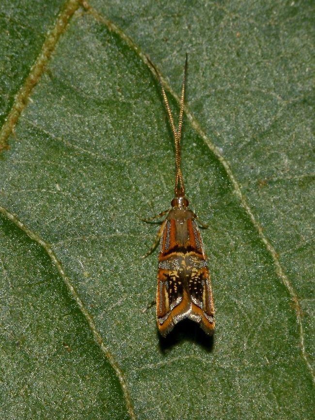 Long-horned Moth - Tisis sp  Geotagged,Ifugao,Long-horned Moth,Moth,Philippines,Summer,Tisis,Tisis sp