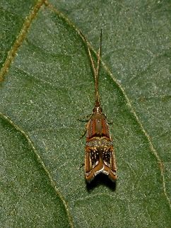 Long-horned Moth - Tisis sp  Geotagged,Ifugao,Long-horned Moth,Moth,Philippines,Summer,Tisis,Tisis sp