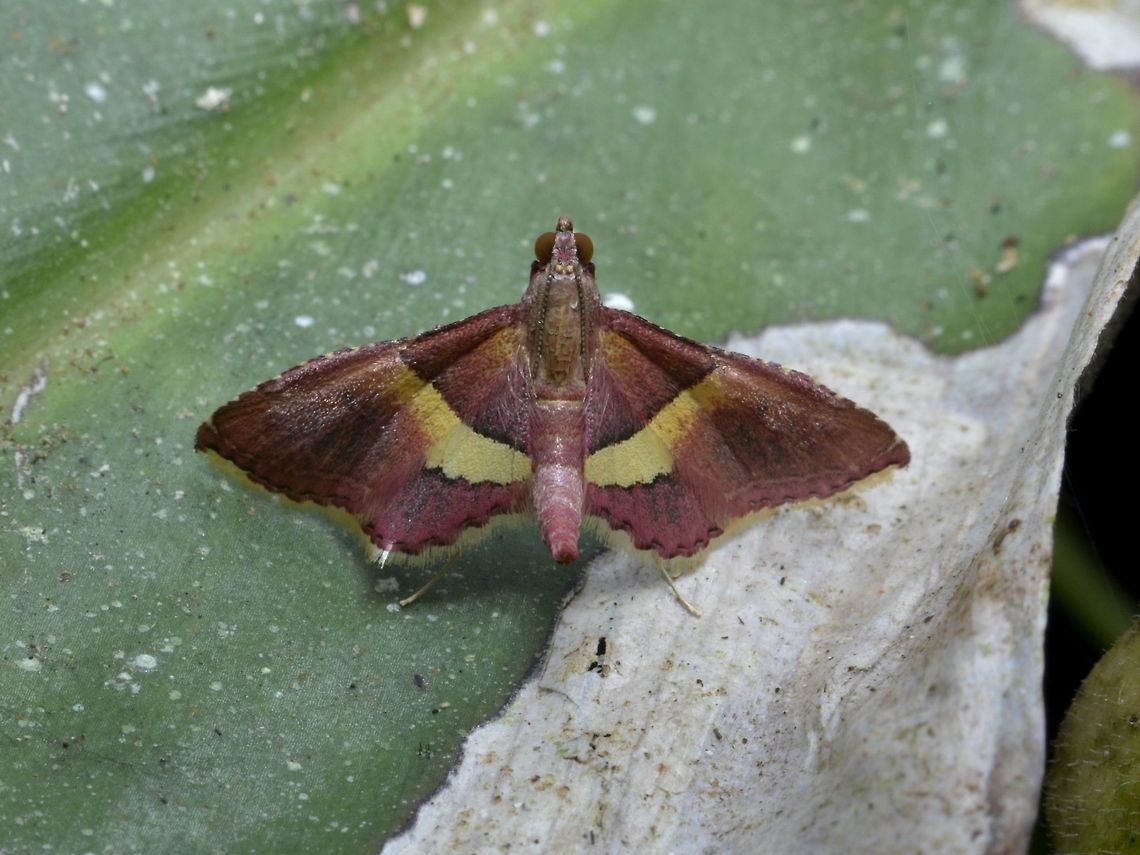 Moth - Endotricha sp  Endotricha,Endotricha sp,Geotagged,Ifugao,Moth,Philippines,Summer