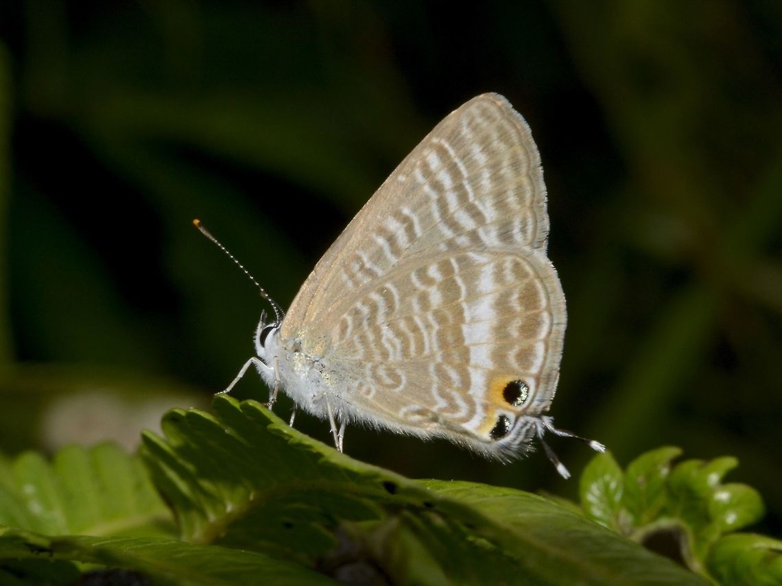Gram Blue - Euchrysops cnejus cnejus Subspecies of Gram Blue - Euchrysops cnejus cnejus, recorded from Philippines. Butterfly,Euchrysops cnejus,Geotagged,Gram Blue,Ifugao,Philippines,Summer