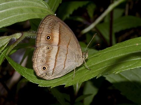 Bushbrown Butterfly - Mycalesis ita ita  Bicyclus taenias,Bushbrown,Butterfly,Geotagged,Ifugao,Mycalesis ita,Philippines,Summer