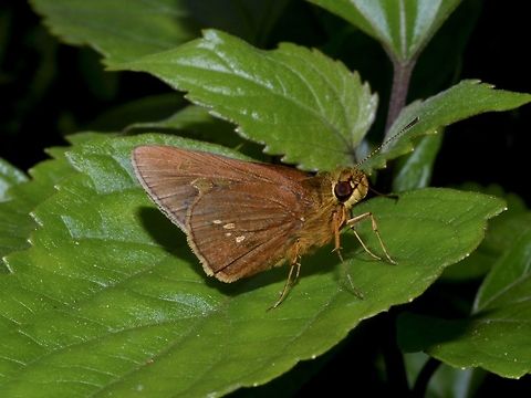 Grass Skipper - Xanthoneura telesinus  Butterfly,Geotagged,Grass Skipper,Ifugao,Philippines,Skipper,Summer,Xanthoneura telesinus