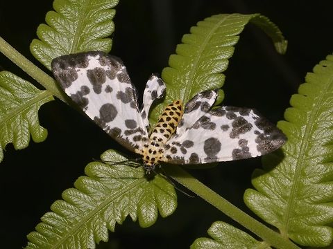 Geometrid Moth - Inouea cyclobalia  Geometrid Moth,Geotagged,Ifugao,Inouea cyclobalia,Moth,Philippines,Summer