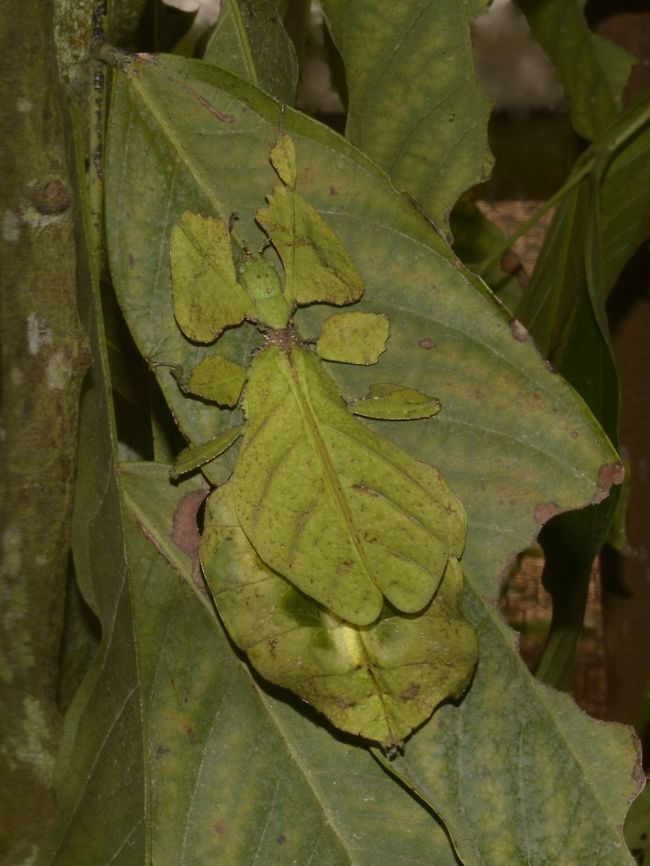 Giant Leaf Insect - Pulchriphyllium giganteum The Giant Leaf Insect - Pulchriphyllium giganteum biggest among all recorded species of Leaf Insects.  They perfectly mimics leaf, mostly green in colour but on rare occasion, yellow/orange and with blotches of brown or white. Cameron Highland,Geotagged,Leaf Insect,Malaysia,Perak,Phasmid,Pulchriphyllium giganteum,Winter