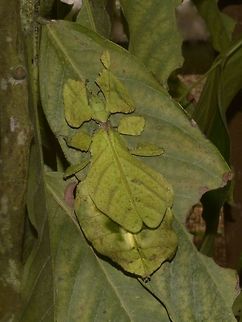 Giant Leaf Insect - Pulchriphyllium giganteum The Giant Leaf Insect - Pulchriphyllium giganteum biggest among all recorded species of Leaf Insects.  They perfectly mimics leaf, mostly green in colour but on rare occasion, yellow/orange and with blotches of brown or white. Cameron Highland,Geotagged,Leaf Insect,Malaysia,Perak,Phasmid,Pulchriphyllium giganteum,Winter