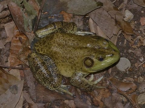 American Bullfrog - Lithobates catesbeianus This is an introduced species. American Bullfrog,American bullfrog,Bullfrog,Cameron Highlands,Geotagged,Lithobates catesbeianus,Malaysia,Perak,Rana catesbeiana,Winter