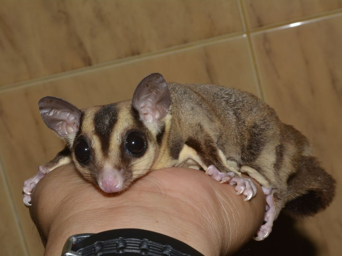 Sugar Glider - Petaurus breviceps This particular individual was bought as a Pet by my brother's neighbor for his son. When they had to move away and the boy no longer has interest in it, they asked if my Brother would keep it. It is unfortunate to see this animals being traded as pets. Geotagged,Kuala Lumpur,Malaysia,Petaurus breviceps,Sugar glider,Winter