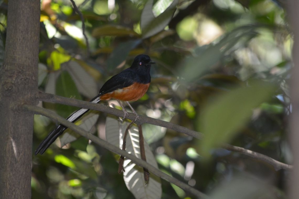 White-rumped Shama - Copsychus malabaricus  Bird,Copsychus malabaricus,Geotagged,Kuala Lumpur,Malaysia,Shama,White-rumped shama,Winter