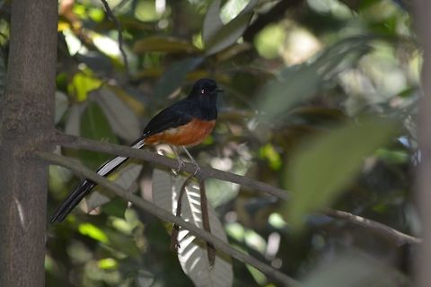 White-rumped Shama - Copsychus malabaricus  Bird,Copsychus malabaricus,Geotagged,Kuala Lumpur,Malaysia,Shama,White-rumped shama,Winter
