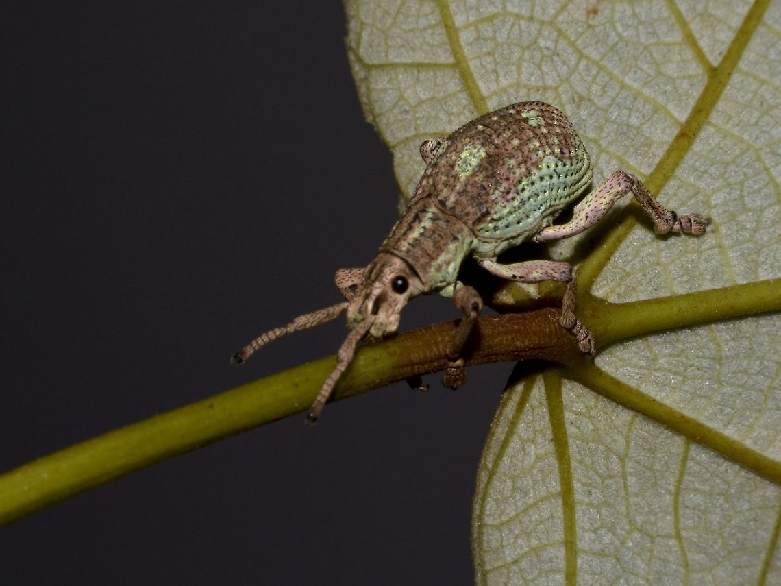 Weevil - Episomus sp  Episomus,Episomus sp,Geotagged,Kuala Lumpur,Malaysia,Weevil,Winter