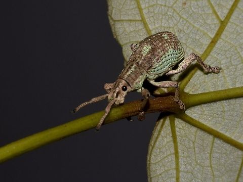 Weevil - Episomus sp  Episomus,Episomus sp,Geotagged,Kuala Lumpur,Malaysia,Weevil,Winter