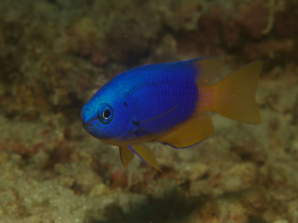 Neon Damselfish - Pomacentrus coelestis  Damselfish,Fish,Geotagged,Moal-Boal,Neon Damselfish,Philippines,Pomacentrus coelestis,Spring,cebu