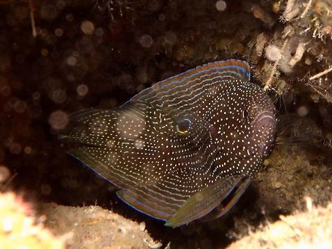 Comet - Calloplesiops altivelis The Comet - Calloplesiops altivelis is brown to nearly black; head, body and fins are covered with small white spots; white ringed black spot on dorsal fin.  Solitary and cryptic, usually found in crevices. Calloplesiops altivelis,Cebu,Comet,Fish,Geotagged,Moal-Boal,Philippines,Spring