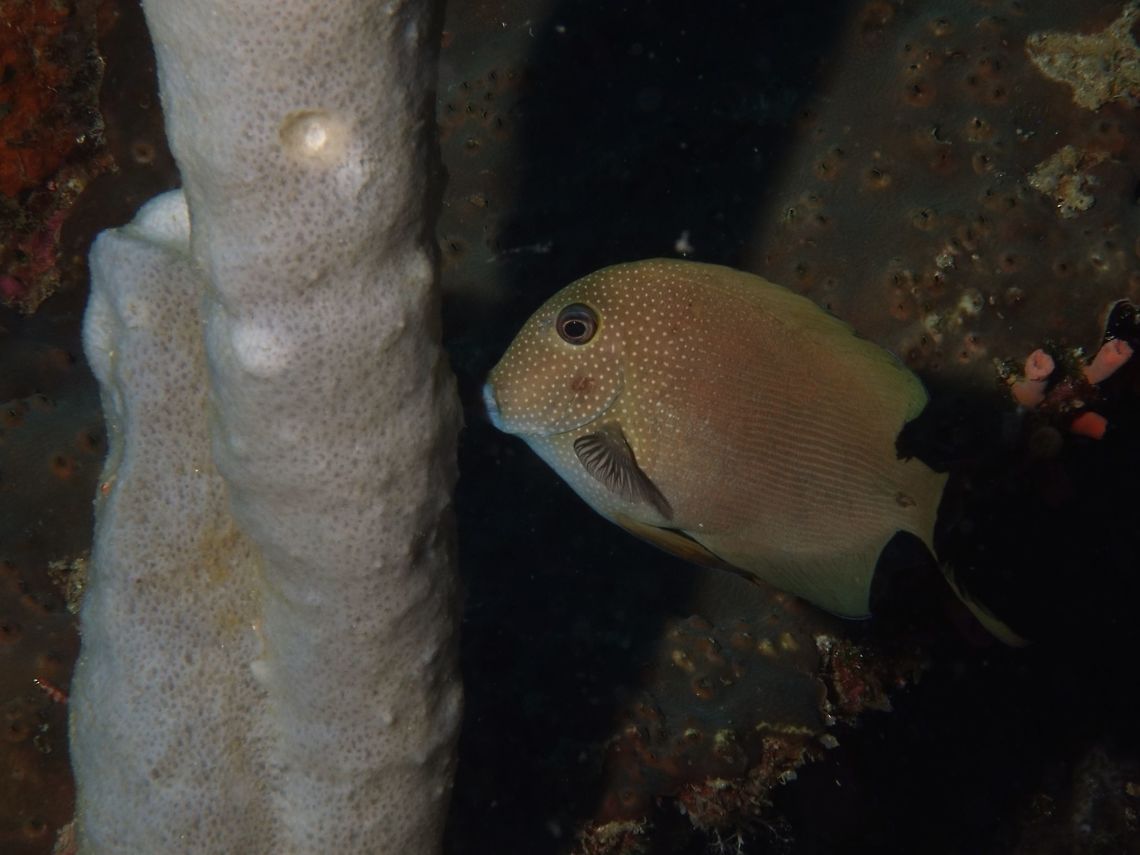Twospot Bristletooth - Ctenochaetus binotatus  Bristletooth,Cebu,Ctenochaetus binotatus,Fish,Geotagged,Moal-Boal,Philippines,Spring,Twospot Bristletooth