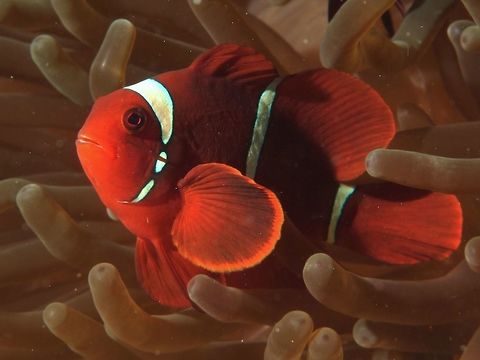 Spinecheek Anemonefish - Premnas biaculeatus                                 Anemonefish,Cebu,Clownfish,Geotagged,Maroon clownfish,Moal-Boal,Philippines,Premnas biaculeatus,Spring