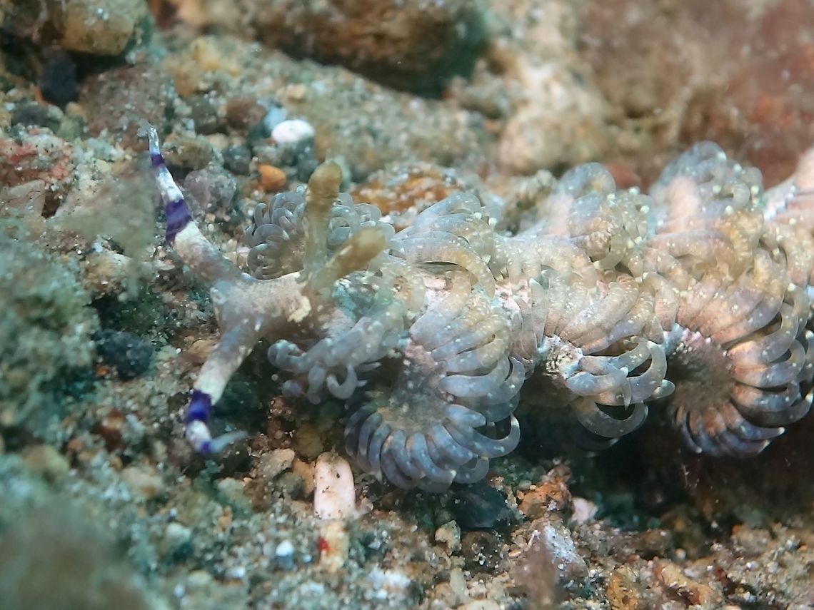 Nudibranch - Pteraeolidia semperi This Nudibranch - Pteraeolidia semperi is sometimes fondly called, the Blue Dragon Nudibranch because of it is slender and long, with colours in blue, purple, brown or orange. Anilao,Batangas,Geotagged,Nudibranch,Philippines,Pteraeolidia semperi,Winter