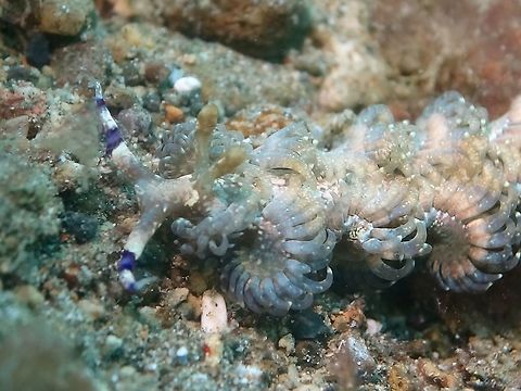 Nudibranch - Pteraeolidia semperi This Nudibranch - Pteraeolidia semperi is sometimes fondly called, the Blue Dragon Nudibranch because of it is slender and long, with colours in blue, purple, brown or orange. Anilao,Batangas,Geotagged,Nudibranch,Philippines,Pteraeolidia semperi,Winter