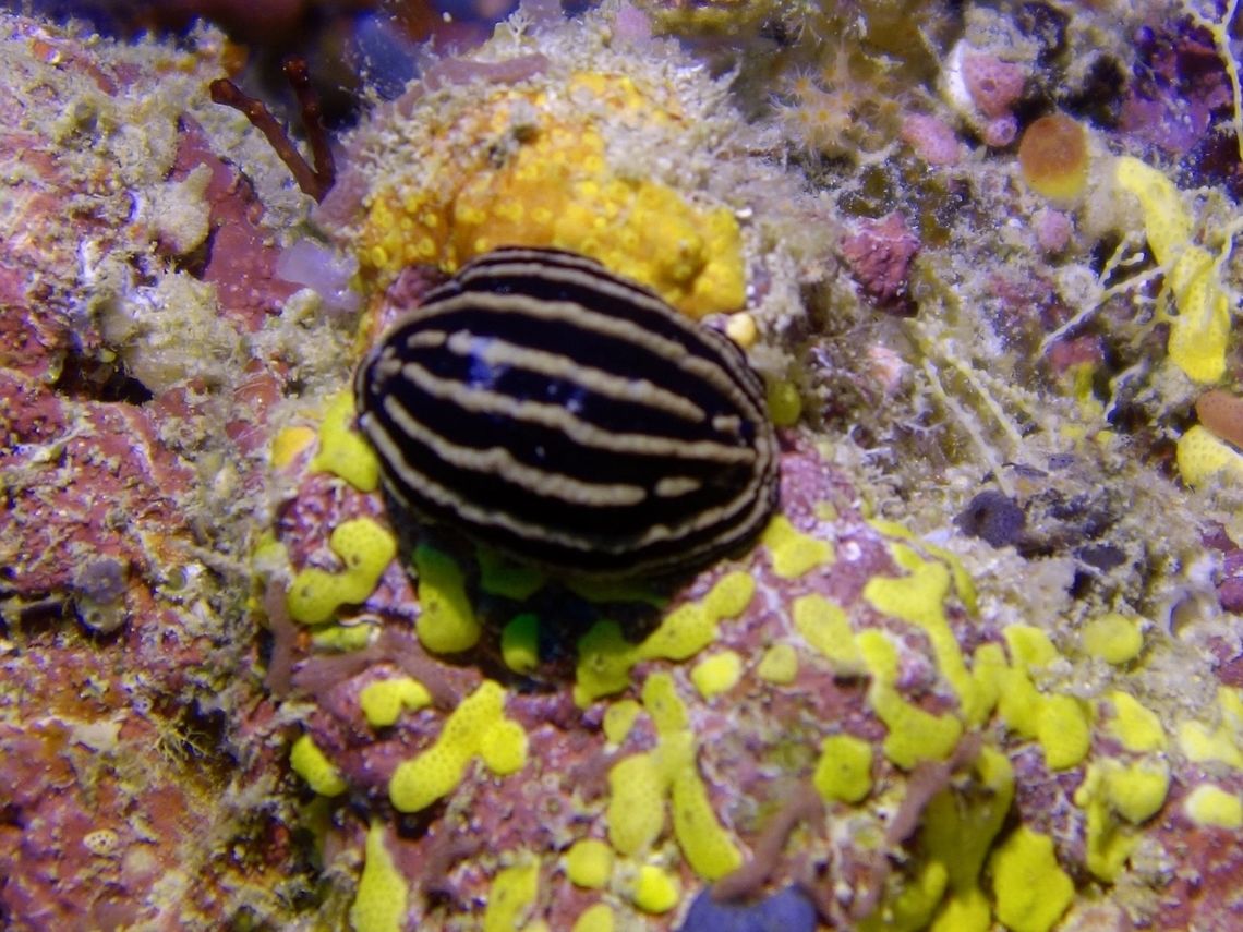 Sea Slug - Phyllidiella rosans  Geotagged,Maldives,Phyllidiella rosans,Winter,sea slug