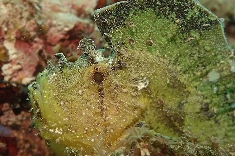 Leaf Scorpionfish - Taenianotus triacanthus                                 Geotagged,Leaf scorpionfish,Mabul,Malaysia,Scorpionfish,Spring,Taenianotus triacanthus