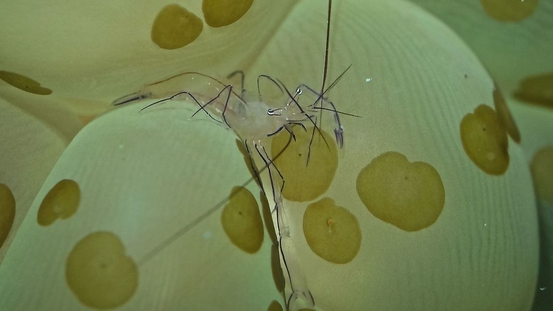 Bubble Coral Shrimp - Vir philippinensis                                 Bubble coral shrimp,Geotagged,Mabul,Malaysia,Shrimp,Spring,Vir philippinensis