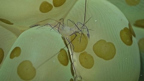 Bubble coral shrimp
