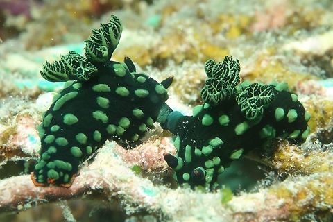 Green pairing A pair of Nudibranch - Nembrotha cristata Crested Nembrotha,Geotagged,Mabul,Malaysia,Nembrotha cristata,Nudibranch,Spring
