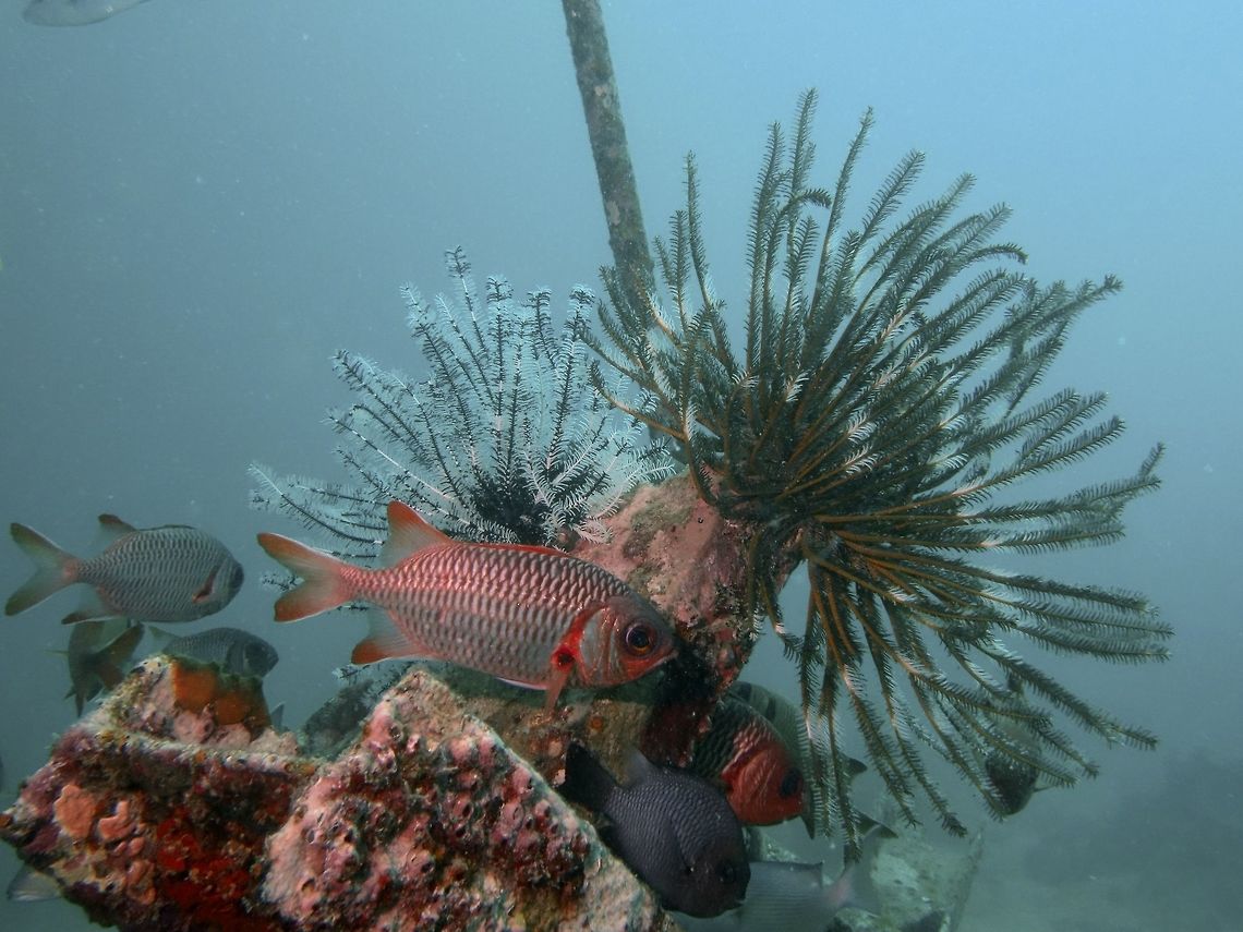 Blotcheye Soldierfish - Myripristis murdjan The Blotcheye Soldierfish - Myripristis murdjan is pink to silvery with red scale margins, red spiny dorsal fin, narrow white margins on all fins (except pectorals), gill cover with brown margin. Blotcheye Soldierfish,Fish,Geotagged,Mabul,Malaysia,Myripristis murdjan,Soldierfish,Spring
