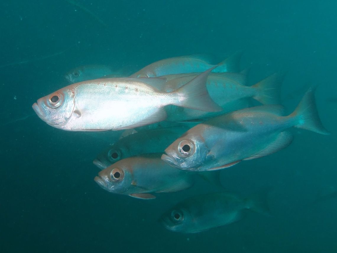 Crescent-tail Bigeye - Priacanthus hamrur This is the pale phase of the Crescent-tail Bigeye - Priacanthus hamrur, silver with red bars and dark blotches on dorsal, anal and tail fin.  They could also be found in red and barred phases. Crescent-tail Bigeye,Fish,Geotagged,Mabul,Malaysia,Priacanthus hamrur,Spring