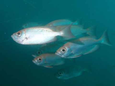 Crescent-tail Bigeye - Priacanthus hamrur This is the pale phase of the Crescent-tail Bigeye - Priacanthus hamrur, silver with red bars and dark blotches on dorsal, anal and tail fin.  They could also be found in red and barred phases. Crescent-tail Bigeye,Fish,Geotagged,Mabul,Malaysia,Priacanthus hamrur,Spring