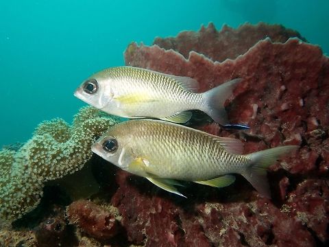 Pearly Monocle Bream - Scolopsis margaritifer The Pearly Monocle Bream - Scolopsis margaritifer has pearly shades of gray; frequently 2-3 longitudinal rows of yellow spots on side and yellow pectoral fin base, two narrow whitish bars below rear dorsal fin. Bream,Fish,Geotagged,Mabul,Malaysia,Monocle Bream,Pearly Monocle Bream,Scolopsis margaritifer,Scolopsis margaritifera,Spring